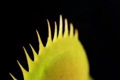 Svírací past masožravé rostliny Dionaea muscipula, měřítko 3 : 1