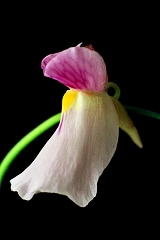 Květ masožravé rostliny Utricularia blanchetii, měřítko 3 : 1